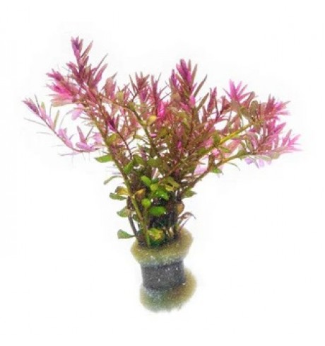 Rotala Blood Red, 1 vnt. (užsakoma prekė) Rotala Blood Red, 1 vnt. (užsakoma prekė)